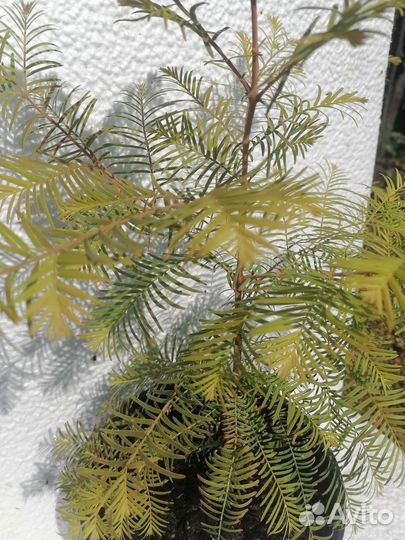 Метасеквойя