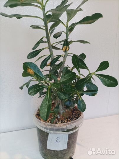 Комнатные цветы