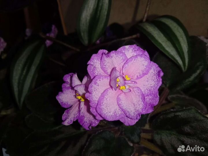 Дримиопсис, фиалки, эуфорбия, алое Вера