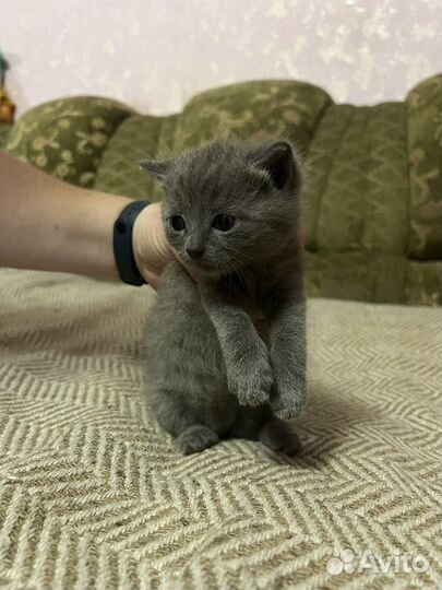 Отдам британского котенка в добрые руки