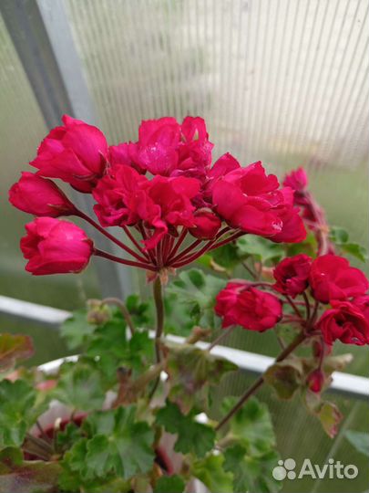 Пеларгонии