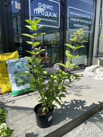 Гортензия саженцы