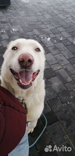 Среднеазиатская овчарка алабай в добрые руки