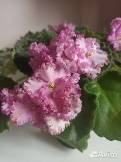 Сортовые фиалки