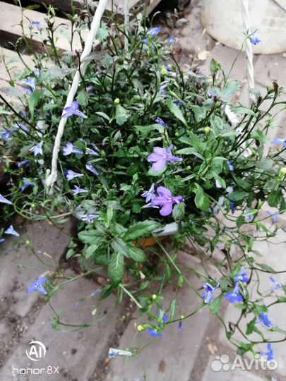 Лобелия ампельная