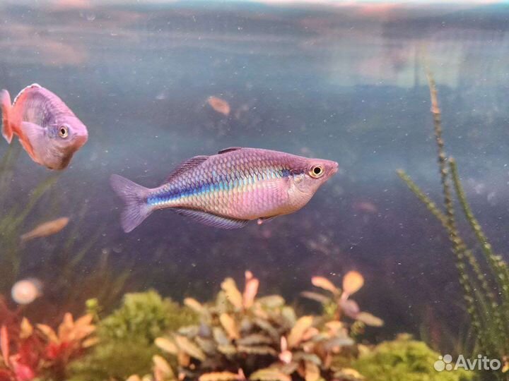 Аквариумные рыбки