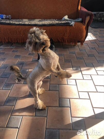 Йоркширский терьер щенки