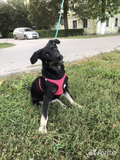 Щенок в добрые руки