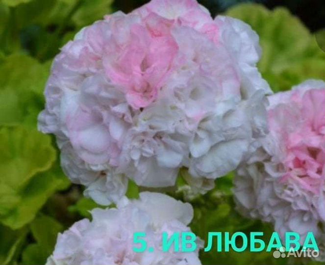 Пеларгония герань сортовая