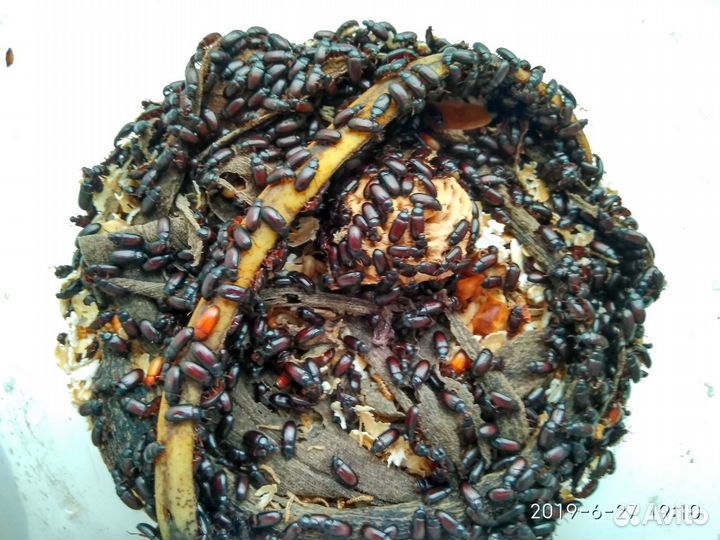 Жук знахорь (чернотелка) от 250 шт. Опт