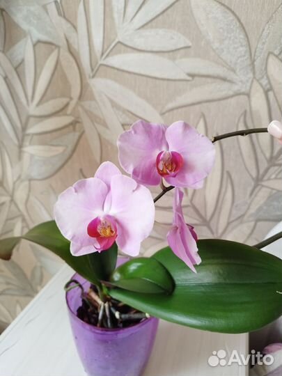 Орхидея цветущая
