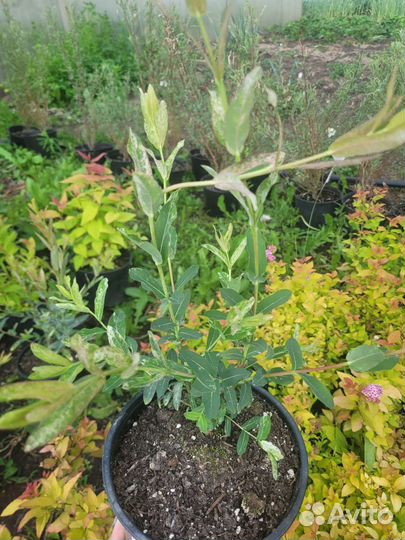 Ива Хакуро нишики