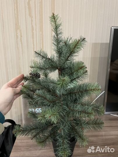 Елочка новогодняя