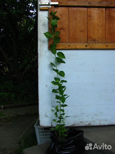 Саженцы терна (сливы)