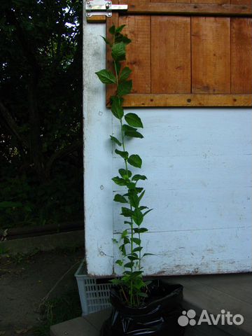 Саженцы терна (сливы)