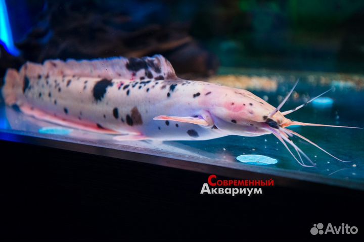 Сомики разные. Аквариумные рыбки