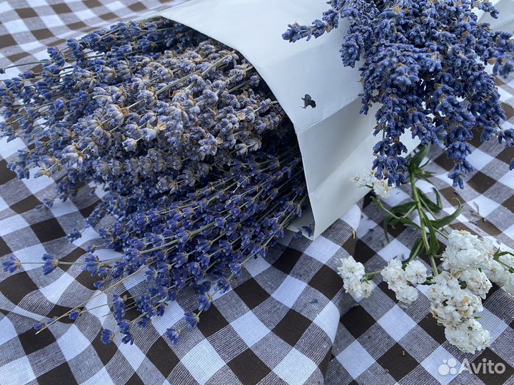 Лаванда Крымская