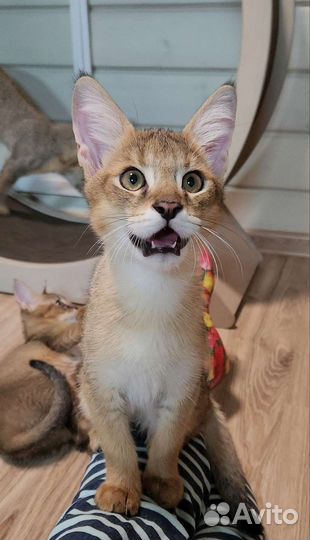 Кот чаузи ф1