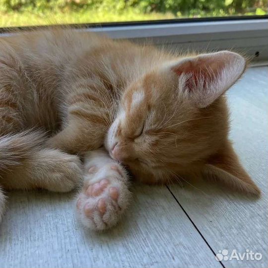 Рыжий котенок Персик ищет дом