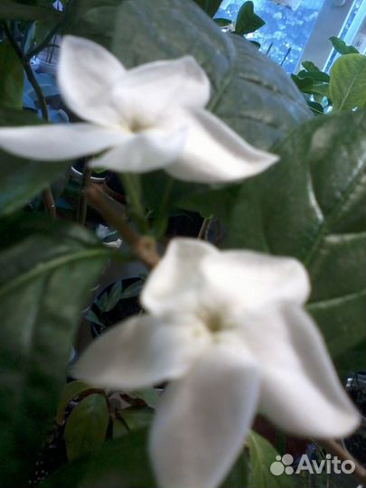 Псилантус бенгальский- ароматная экзотика