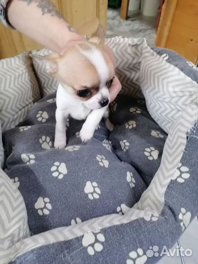 Щенки чихуахуа девочки