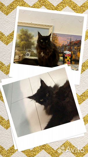 Кошечка Мейн-кун в добрые руки