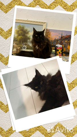 Кошечка Мейн-кун в добрые руки