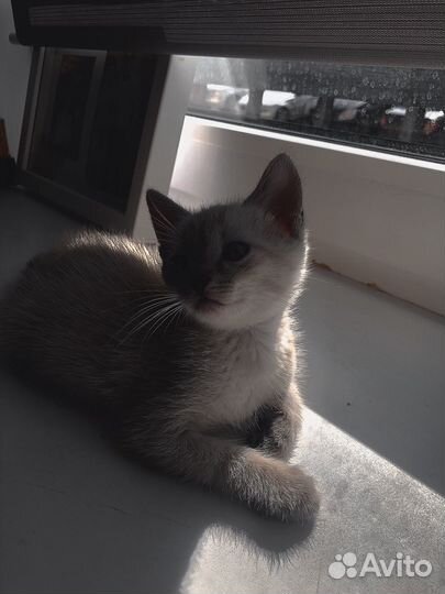 Котята в добрые руки бесплатно мальчик