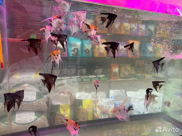 Аквариумные рыбки