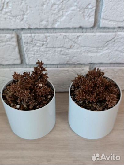 Суккуленты