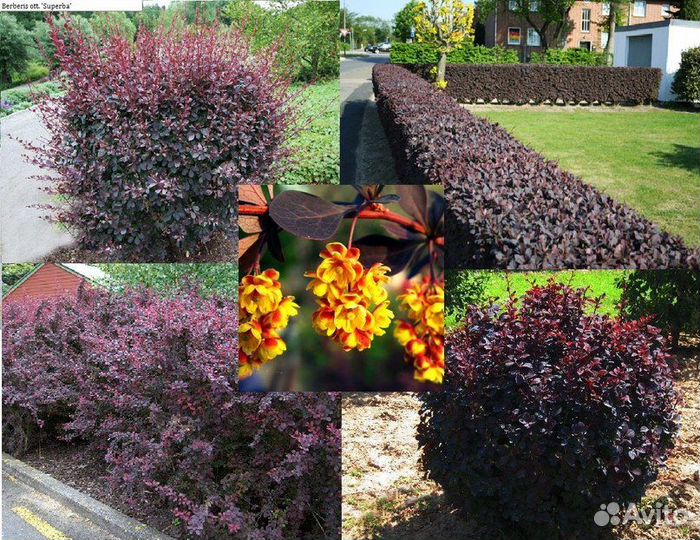 Барбарис суперба