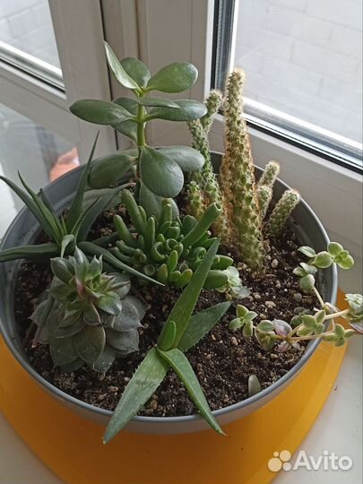 Сад из суккулентов