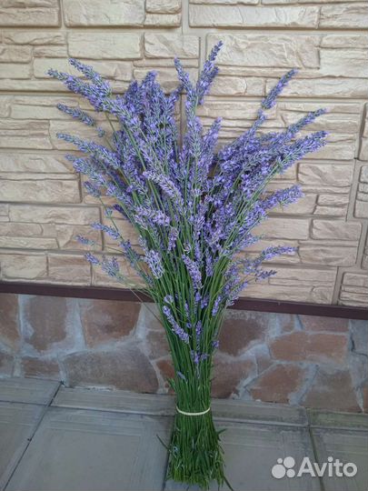 Лавандовый сад