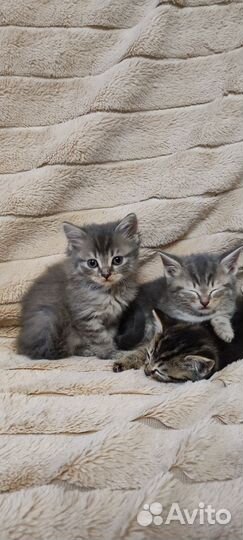 Шотландская