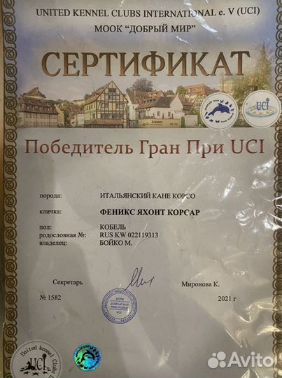 Кобель для вязки