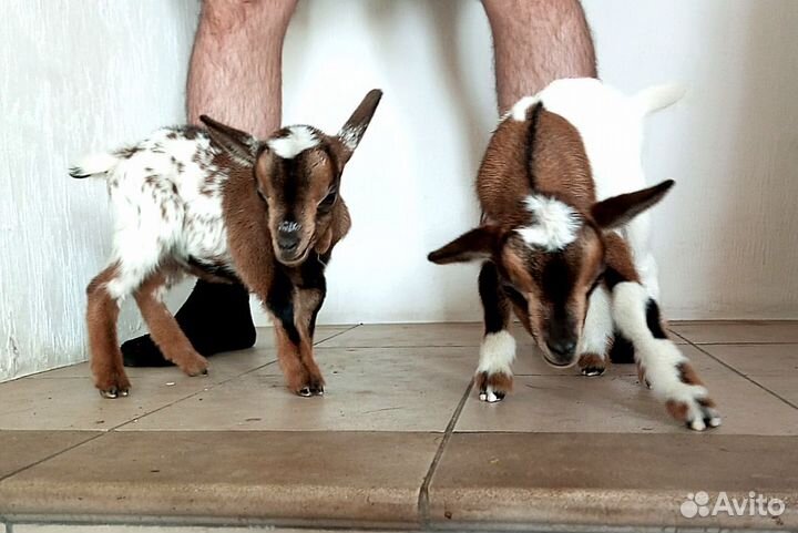 Камерунки, ламанча, камори. Дойные козы