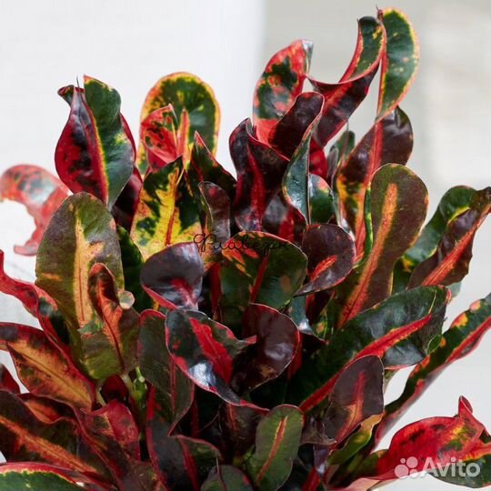 Кротон Gold Star, Mummy