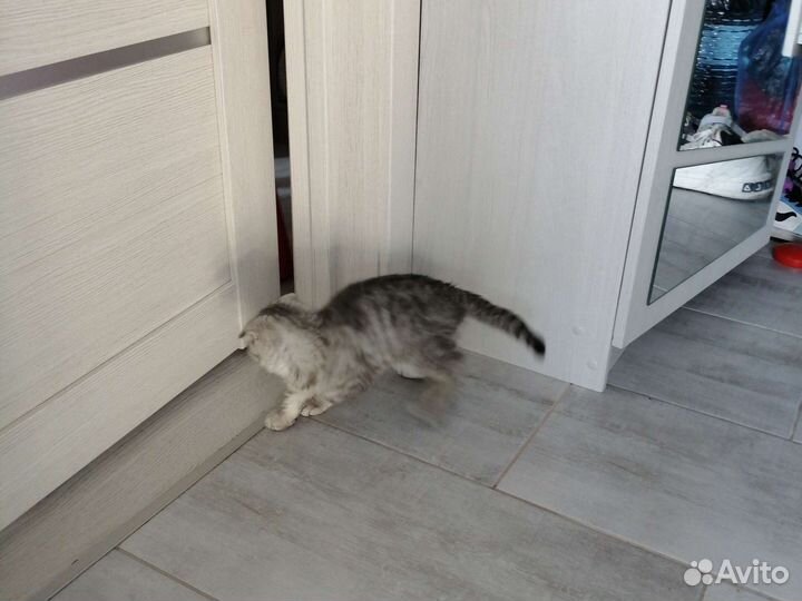 Шотландская вислоухая