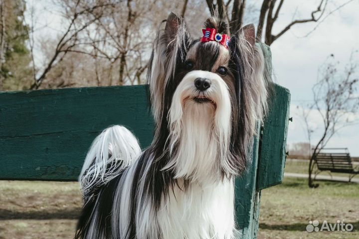 Вязка Бивер Терьер