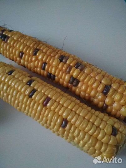 Семена кукурузы