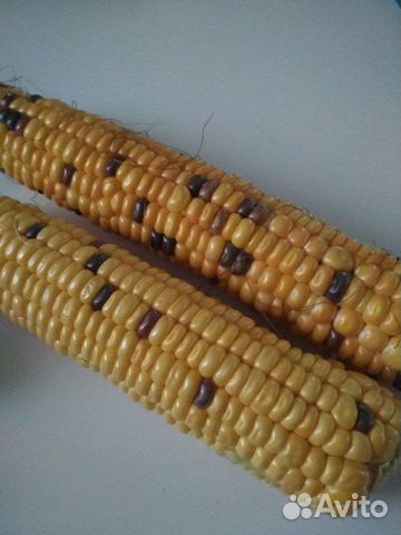 Семена кукурузы