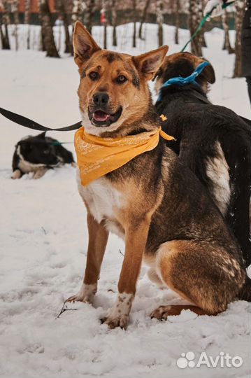 Роскошный Бой очень нуждается в доме