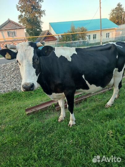 Корова дойная