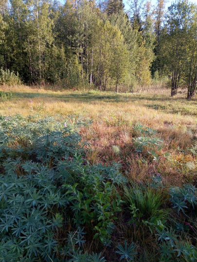 Участок 4,49 га (СНТ, ДНП)