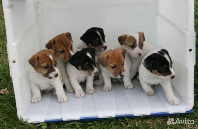Джек Рассел щенки