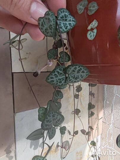 Церопегия вуда