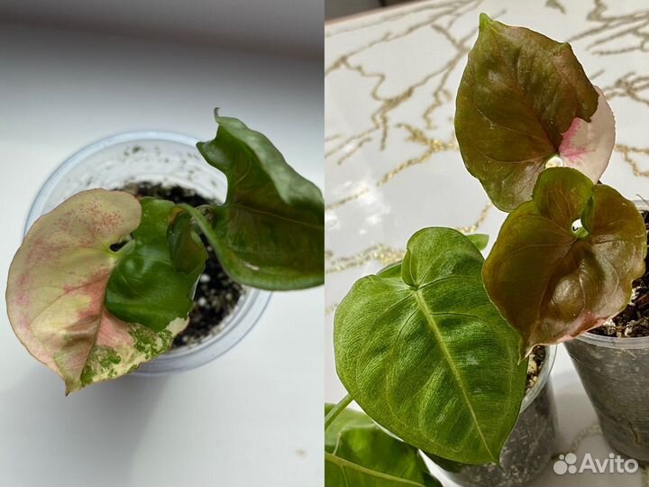 Сингониум клубничный лед гелакси,холодное сердце