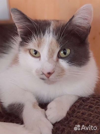 Приют Кошкин дом ждёт Вас