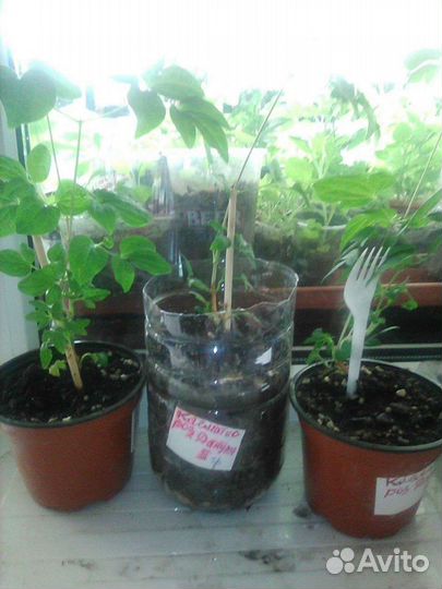 Клематисы 24.05 буду у каретного двора