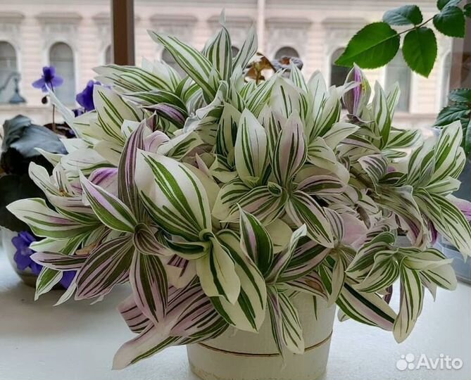 Традесканция Альбовитата